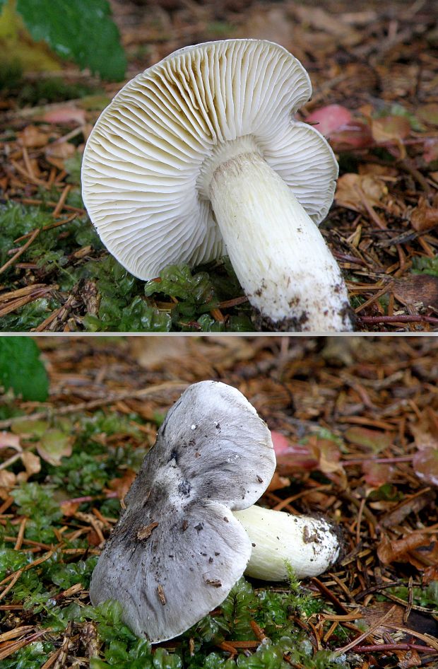 čírovka sivá Tricholoma portentosum (Fr.) Quél.