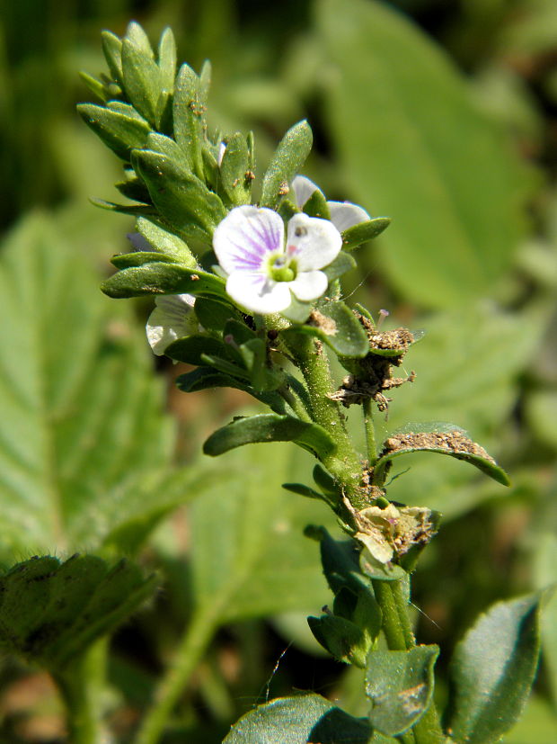 veronika dúškolistá Veronica serpyllifolia L.