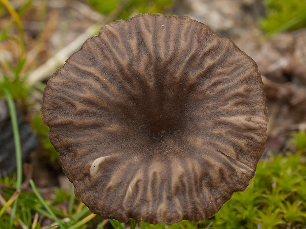 kalichovka      Arrhenia rustica ? (Fr.) Redhead, Lutzoni, Moncalvo & Vilgalys