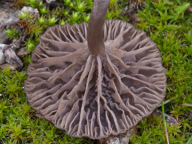 kalichovka Arrhenia rustica ? (Fr.) Redhead, Lutzoni, Moncalvo & Vilgalys