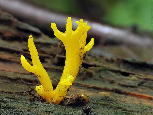 parôžkovec lepkavý Calocera viscosa (Pers.) Fr.