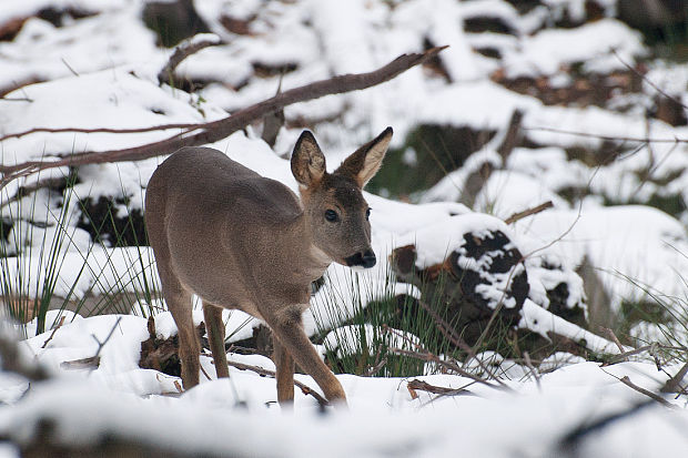 srna lesná ♀  Capreolus capreolus