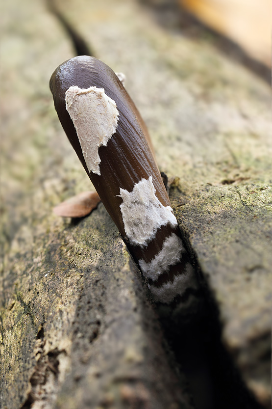 hnojník strakatý Coprinopsis picacea (Bull.) Redhead, Vilgalys & Moncalvo