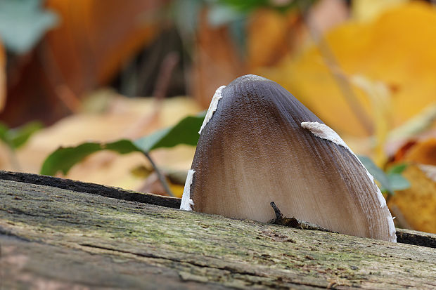 hnojník strakatý Coprinopsis picacea (Bull.) Redhead, Vilgalys & Moncalvo