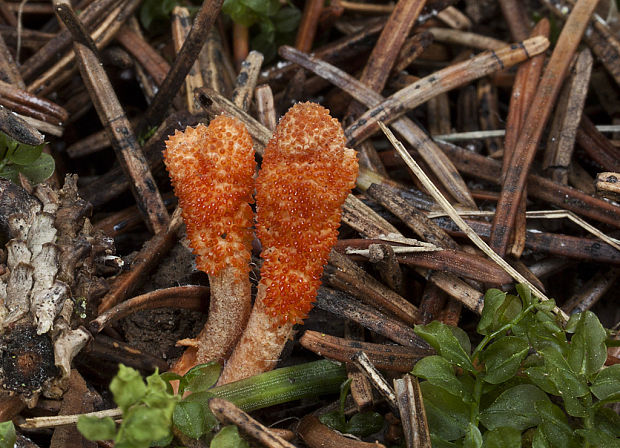 žezlovka hmyzová Cordyceps militaris (Fr.) Link