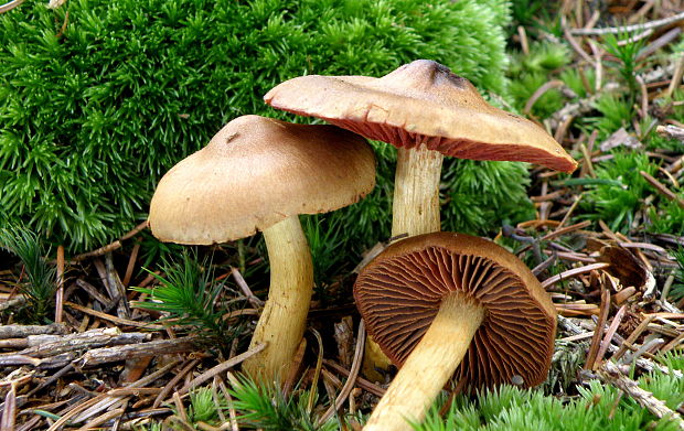 pavučinovec krvavolupeňový ? Cortinarius semisanguineus (Fr.) Gillet