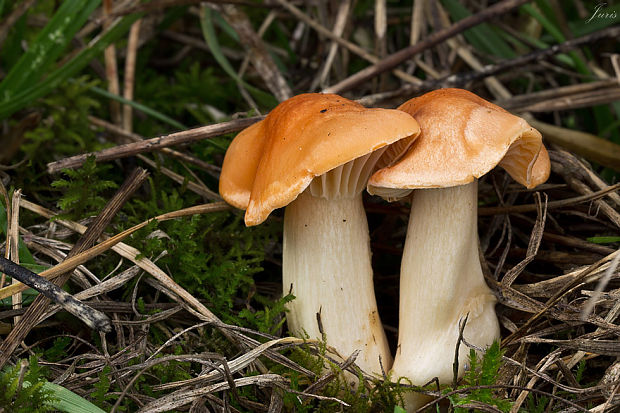 lúčnica statná Cuphophyllus pratensis (Fr.) Bon