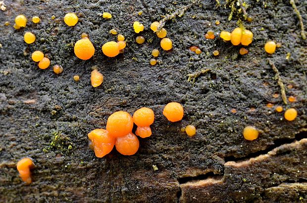 slzovec Dacrymyces sp.