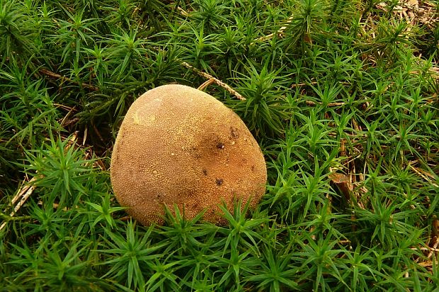 srnka obyčajná Elaphomyces granulatus Fr.