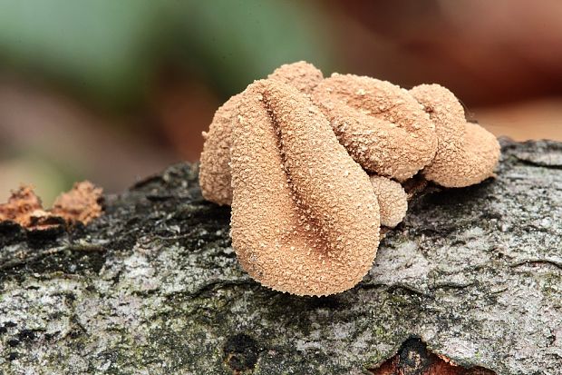 dutinovka otrubnatá Encoelia furfuracea (Roth) P. Karst.