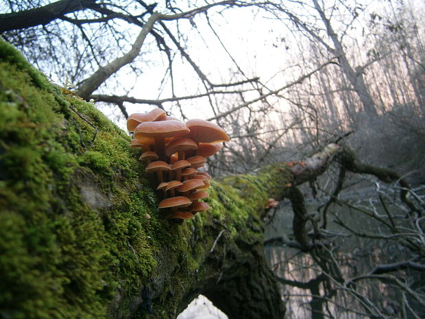 plamienka Flammulina sp.