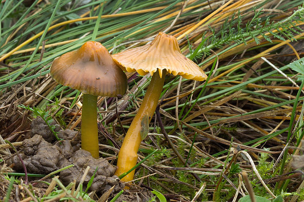 lúčnica žltozelená Gliophorus psittacinus (Schaeff.) Herink