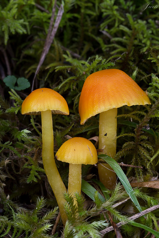 lúčnica vosková Hygrocybe ceracea (Wulfen) P. Kumm.