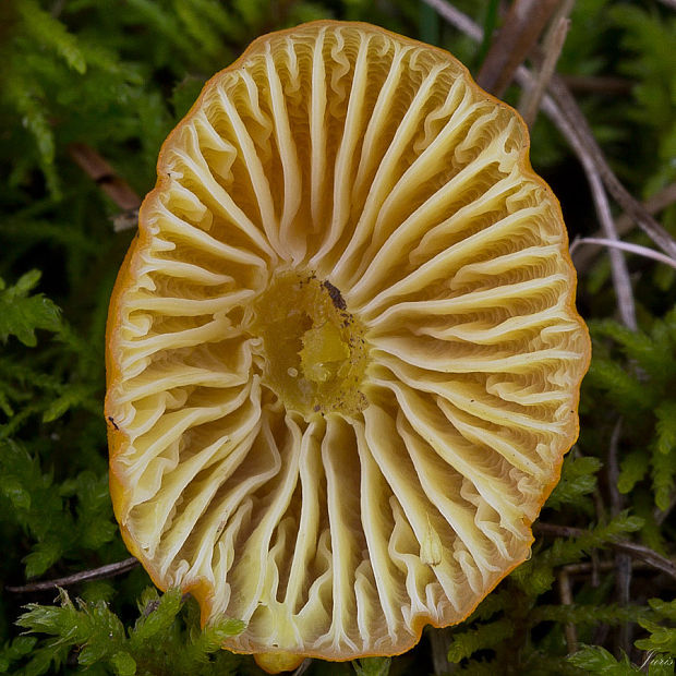 lúčnica blednúca Hygrocybe insipida (J.E. Lange ex S. Lundell) M.M. Moser