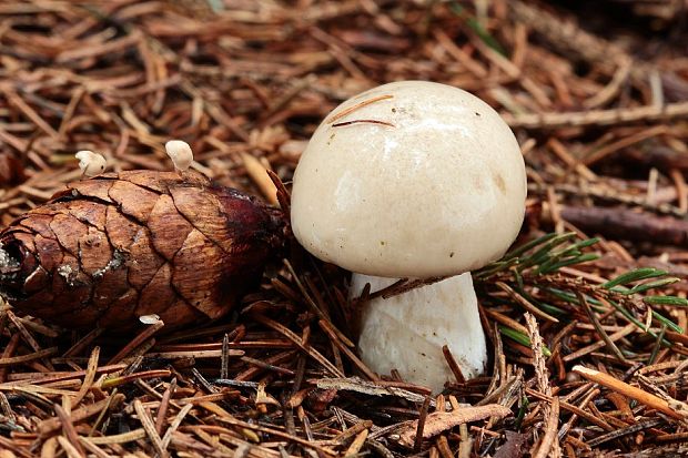 šťavnačka Hygrophorus sp.