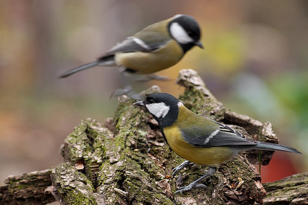 sýkorka bielolíca  Parus major