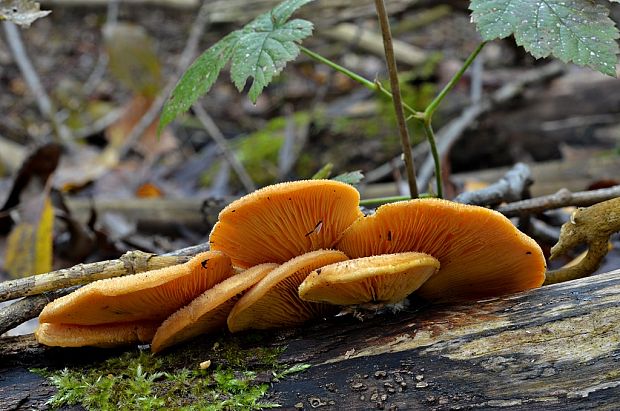 hlivník hniezdovitý Phyllotopsis nidulans (Pers.) Singer