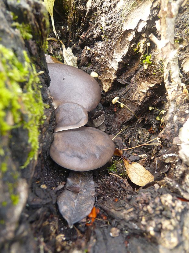 hliva ustricovitá Pleurotus ostreatus (Jacq.) P. Kumm.