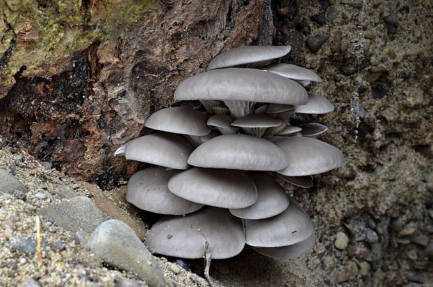 hliva ustricovitá Pleurotus ostreatus (Jacq.) P. Kumm.