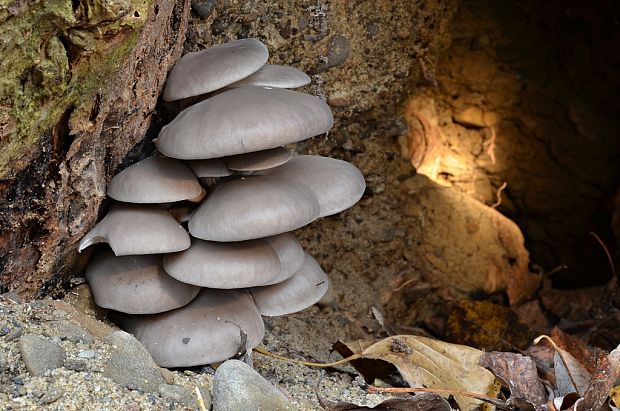 hliva ustricovitá Pleurotus ostreatus (Jacq.) P. Kumm.