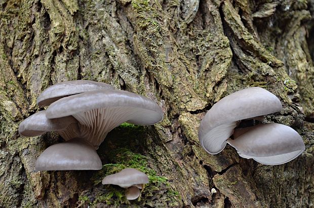 hliva ustricovitá Pleurotus ostreatus (Jacq.) P. Kumm.