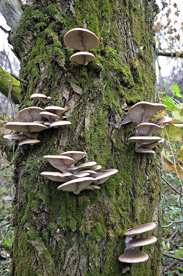 hliva ustricovitá Pleurotus ostreatus (Jacq.) P. Kumm.