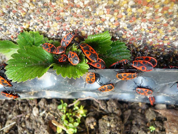 cifruša bezkrídla Pyrrhocoris apterus