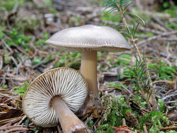 peniazovka maslová Rhodocollybia butyracea (Bull.) Lennox