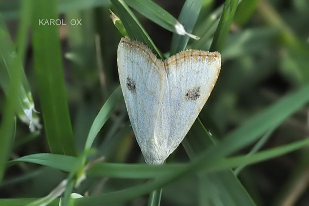 pamora trávová Rivula sericealis