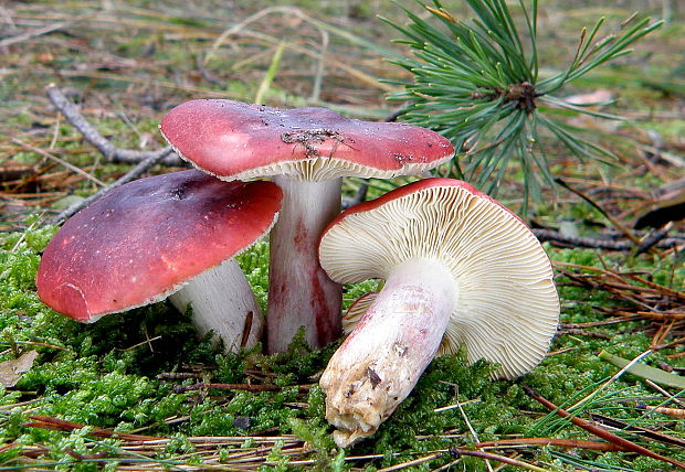 plávka zlomocná Russula sardonia Fr.