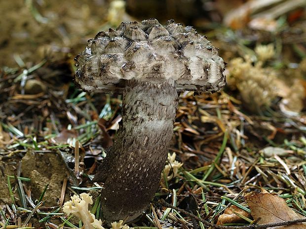 šiškovec šupinatý Strobilomyces strobilaceus (Scop.) Berk.