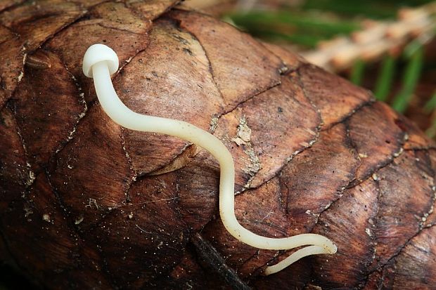 peniazočka smreková Strobilurus esculentus (Wulfen) Singer