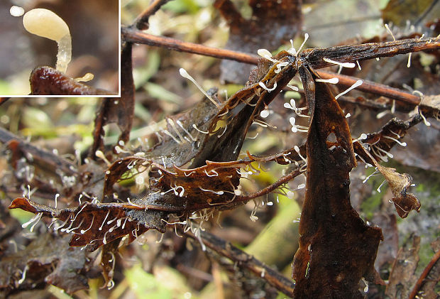 piestovka listová Typhula setipes  (Grev.) Berthier