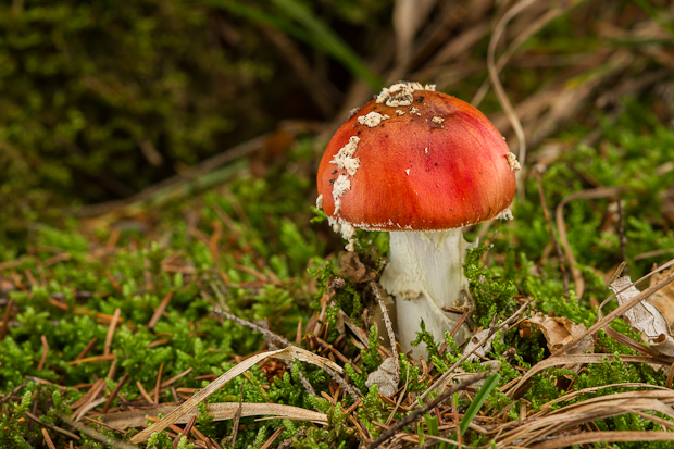 muchotrávka červená Amanita muscaria (L.) Lam.