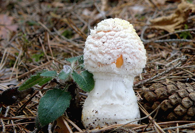 muchotrávka červená Amanita muscaria (L.) Lam.