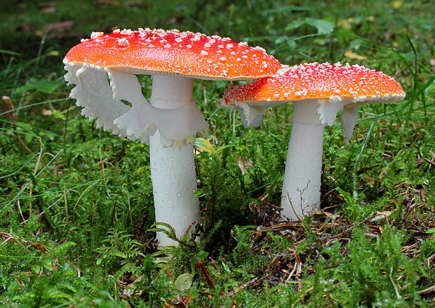 muchotrávka červená Amanita muscaria (L.) Lam.