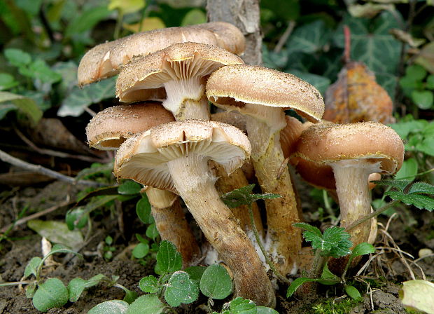 podpňovka obyčajná Armillaria mellea (Vahl) P. Kumm.