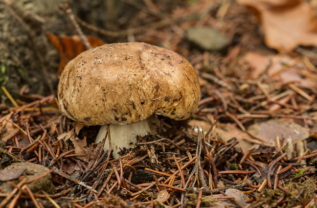 hríb smrekový Boletus edulis Bull.