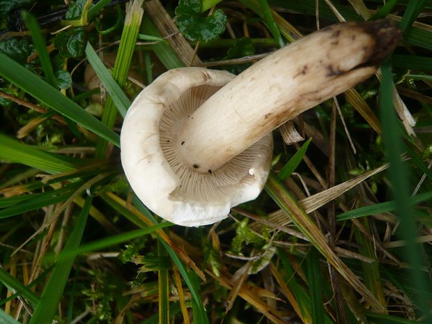 čírovnica májová Calocybe gambosa (Fr.) Donk