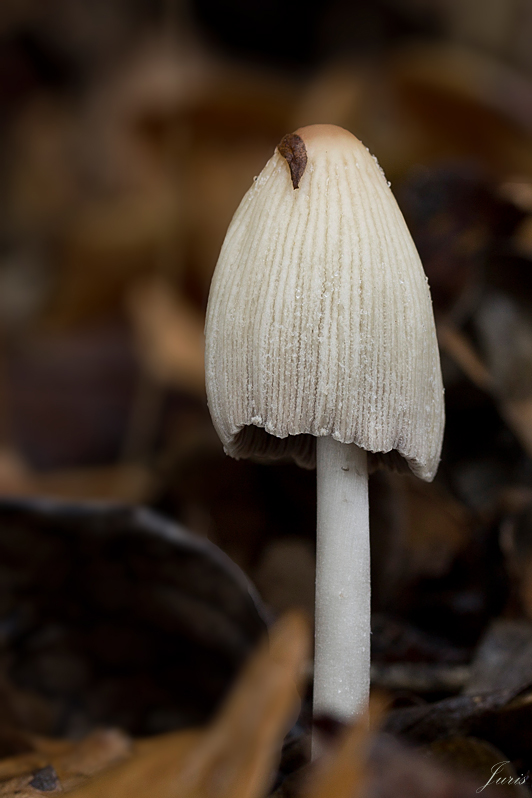 hnojník Coprinopsis sp.