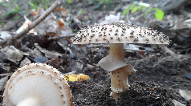 bedlička ostrošupinatá Echinoderma asperum (Pers.) Bon