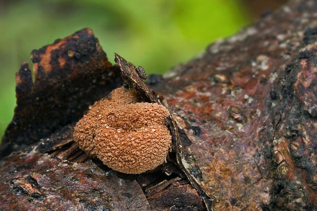 dutinovka otrubnatá Encoelia furfuracea (Roth) P. Karst.