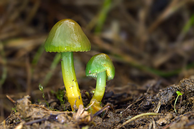 lúčnica žltozelená Gliophorus psittacinus (Schaeff.) Herink