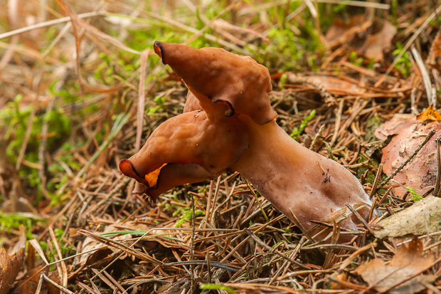 ušiak mitrovitý Gyromitra infula (Schaeff.) Quél.