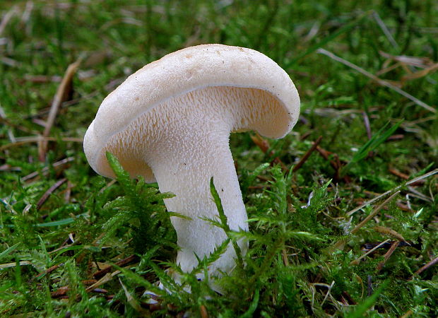 jelenka poprehýbaná Hydnum repandum L.