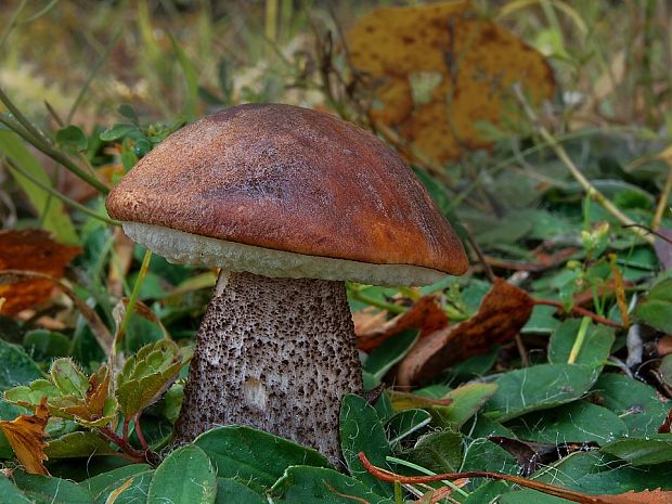 kozák brezový Leccinum scabrum (Bull.) Gray