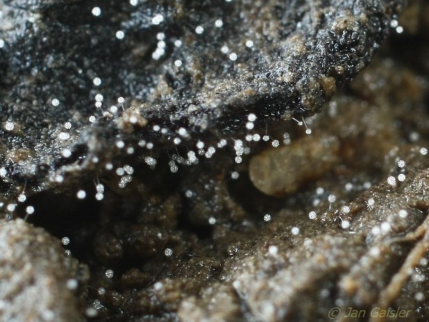 hrubohlávka klbkatá Oedocephalum glomerulosum (Bull.) Sacc.