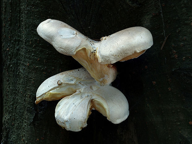 hliva dubová Pleurotus dryinus (Pers.) P. Kumm.