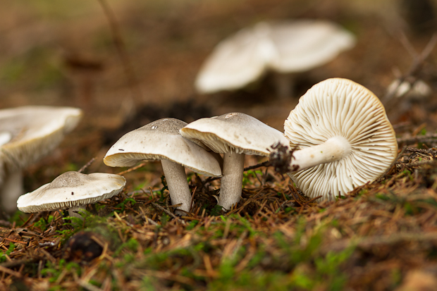 čírovka? Tricholoma sp.