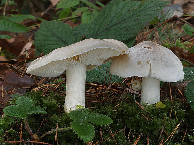 čírovka Tricholoma sp.